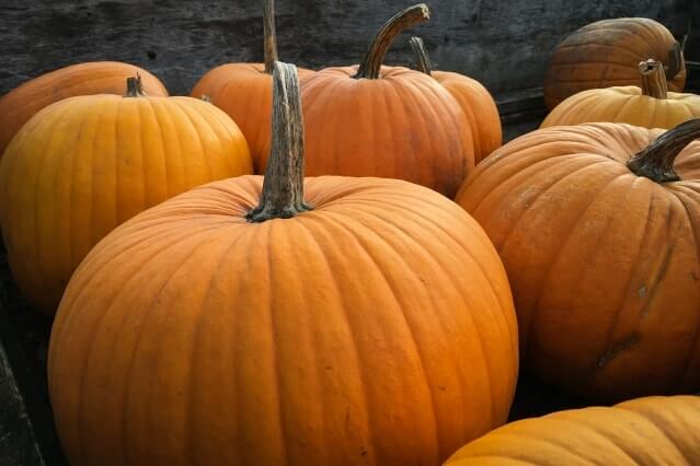 Pumpkins at Halloween for sensory blog
